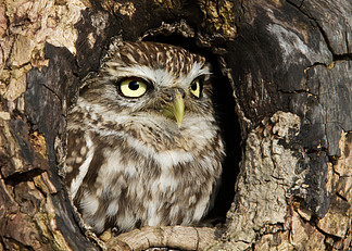 小猫头鹰站在一个老树干的洞里