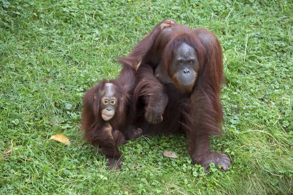 orangutan母亲与孩子