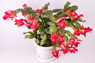  schlumbergera ڻ, ʥں͸ж, ڶɫ.