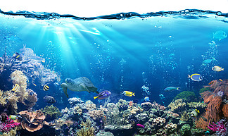水下的<i>场</i><i>面</i>与珊瑚礁和热带鱼