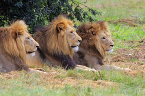 野生非洲狮