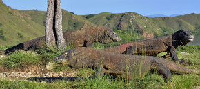 科莫多龙在自然栖息地