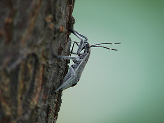 麻皮蝽幼虫图片