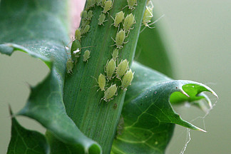 菊小长管蚜图片