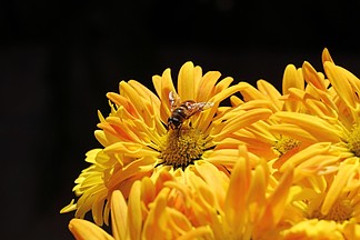 下載_蜜蜂採蜜黃色花朵圖片素材_蜜蜂採蜜黃色花朵圖片模板-千圖網