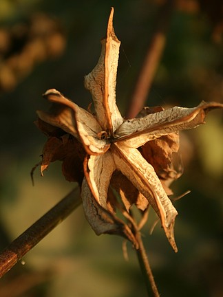 【枯萎花】圖片免費下載_枯萎花素材_枯萎花模板-千圖