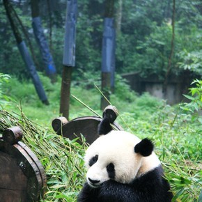 四川雅安大熊猫