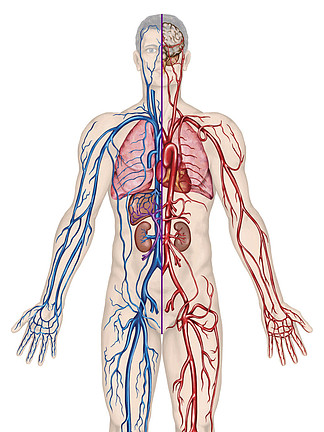 人体血管走向解剖图图片