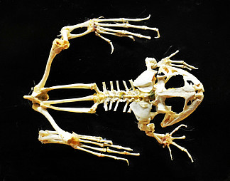 骨骼教育文档图片免费下载