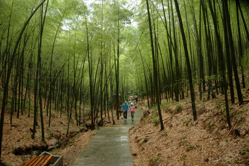 溧陽南山竹海攝影圖庫其他免費下載_jpg格式_3008像素_編號37043923