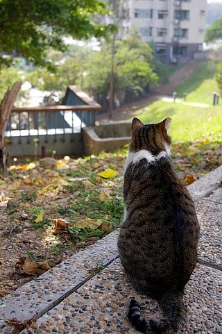 猫背影 孤独图片