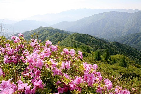 春天山上的野花图片图片